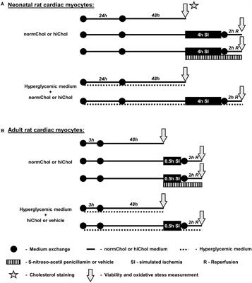 A Comorbidity Model of Myocardial Ischemia/Reperfusion Injury and Hypercholesterolemia in Rat Cardiac Myocyte Cultures